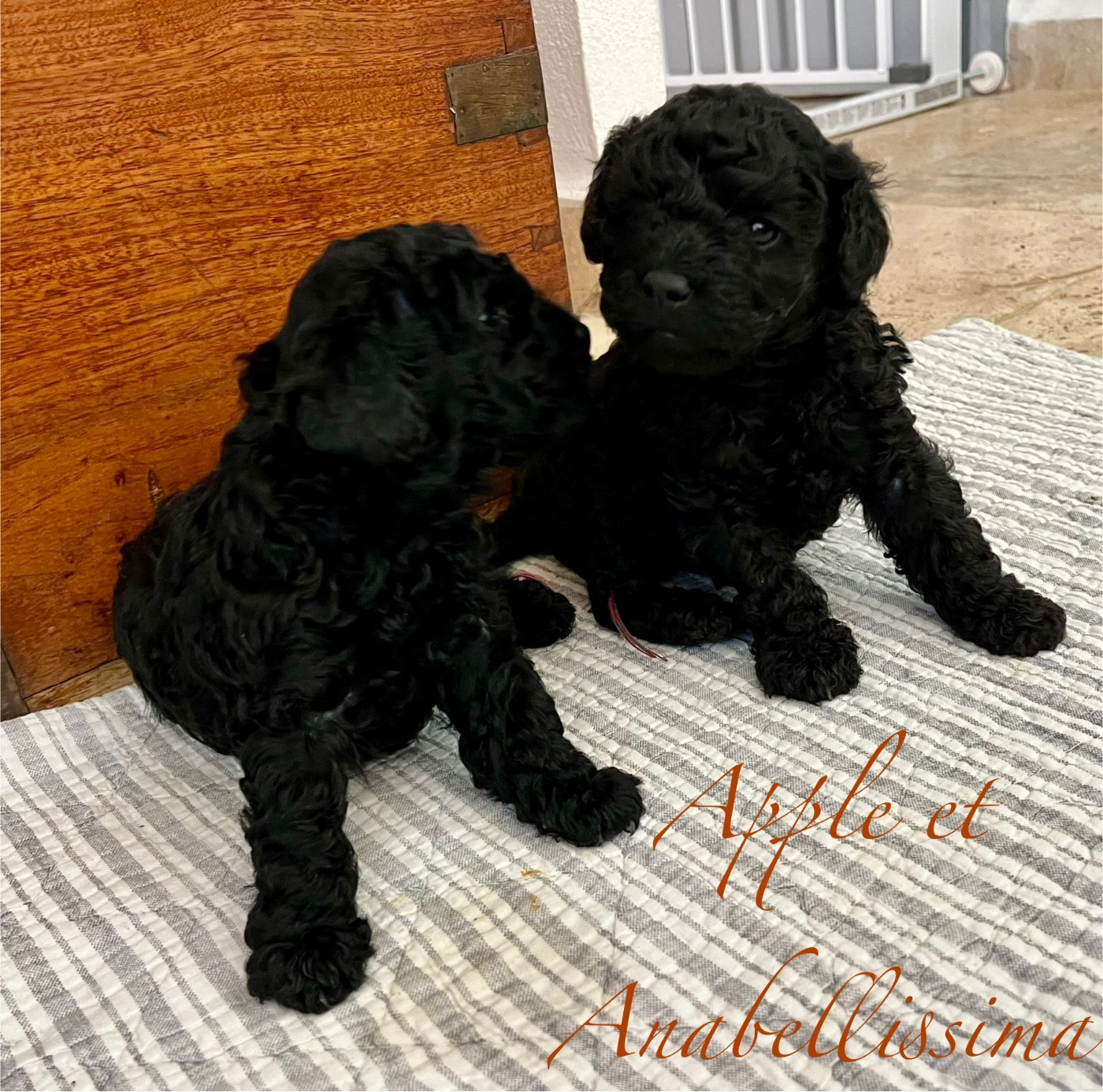 Future Portée pour Nöel 2025