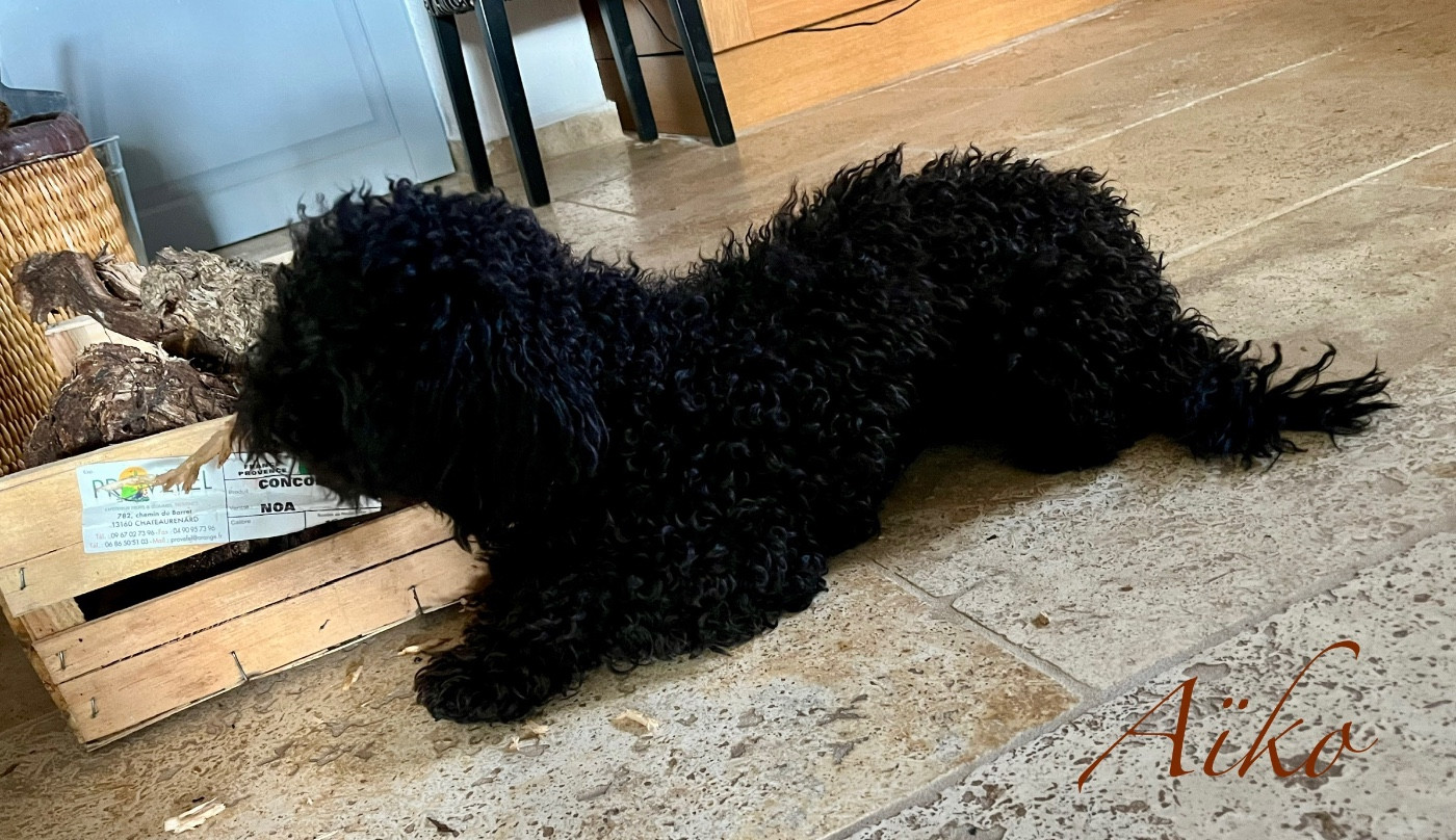 AÏKO en pension à l élevage