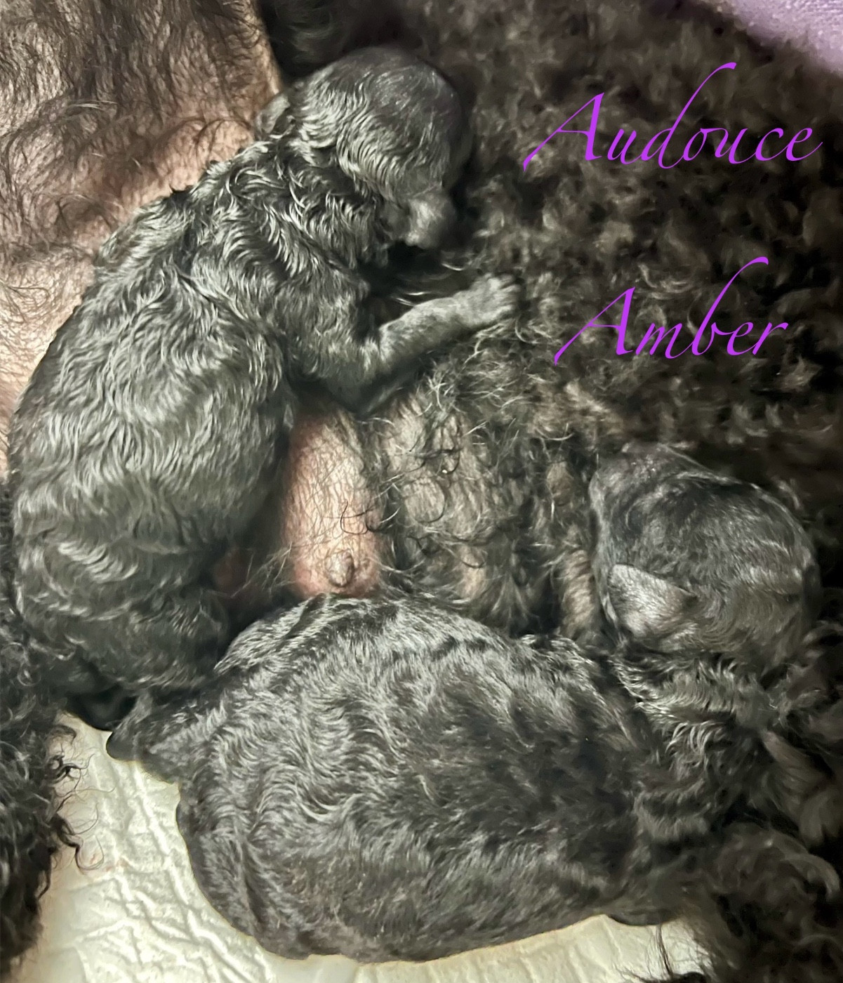 Du Quartz Rose - Naissance de Deux superbes femelles