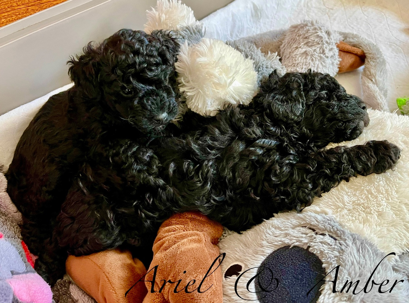 Nouvelle portée 2026