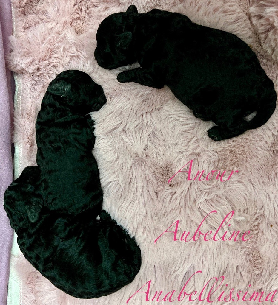 GRANDE NOUVELLE A L'ELEVAGE