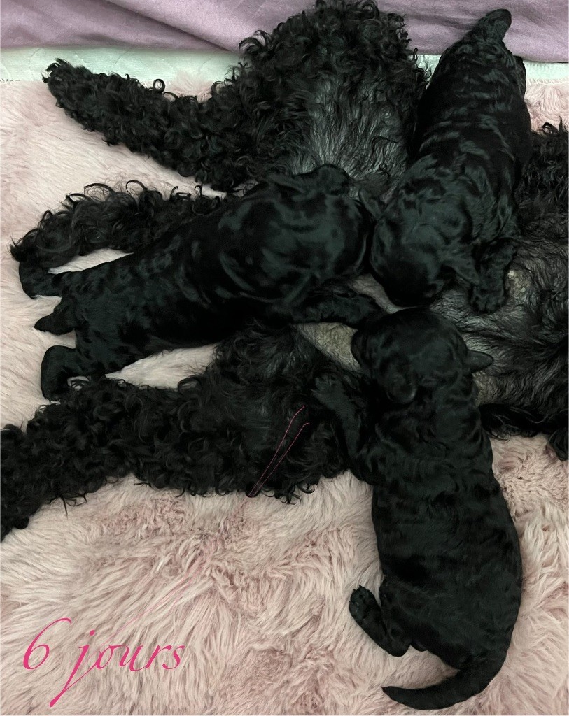 Du Quartz Rose - Future Portée pour Nöel 2025