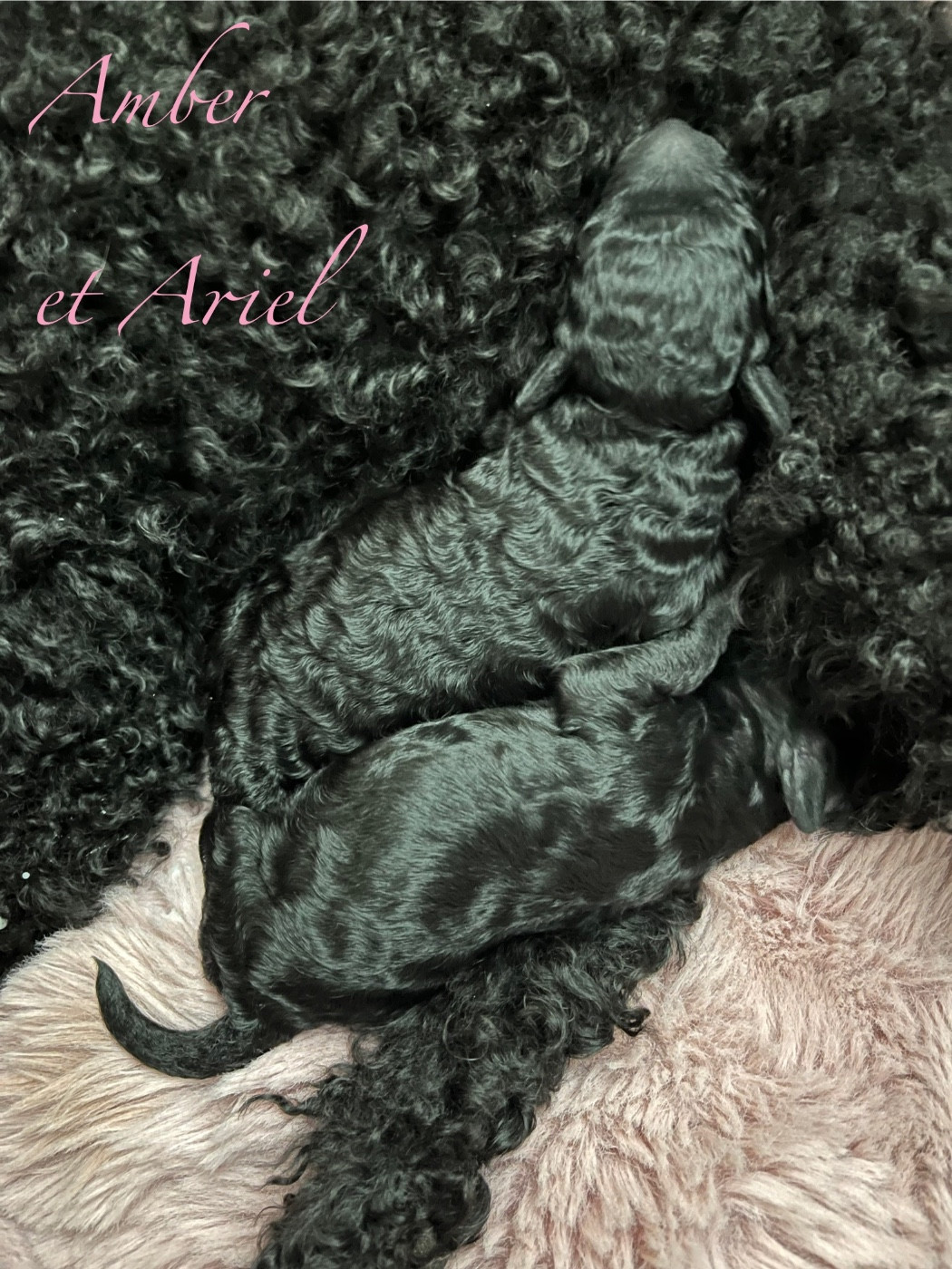 PORTÉE DÉCEMBRE 2025