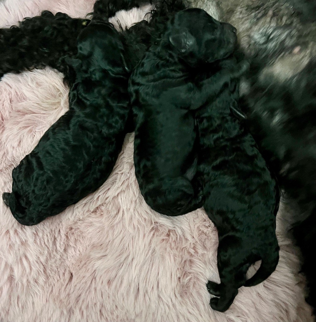 Chiot Caniche Du Quartz Rose