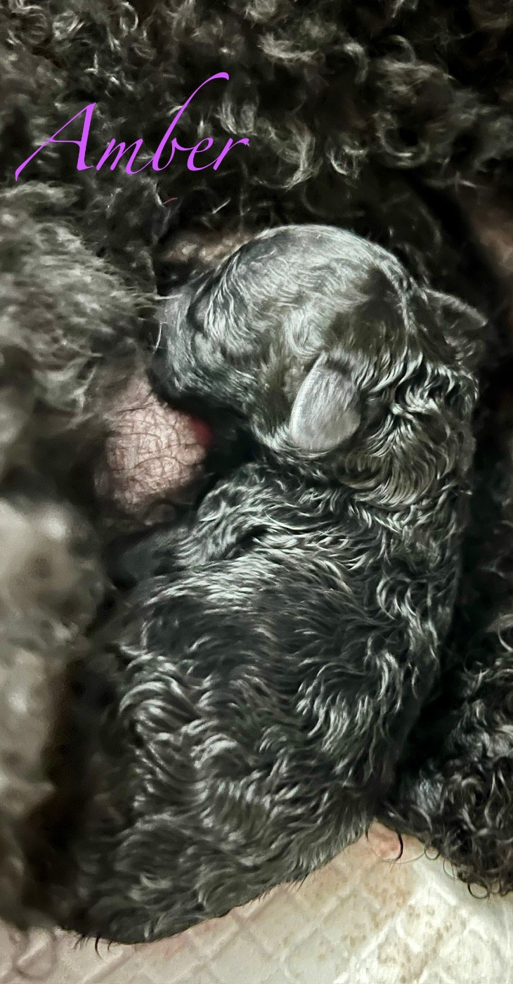 Du Quartz Rose - Caniche - Portée née le 19/12/2025