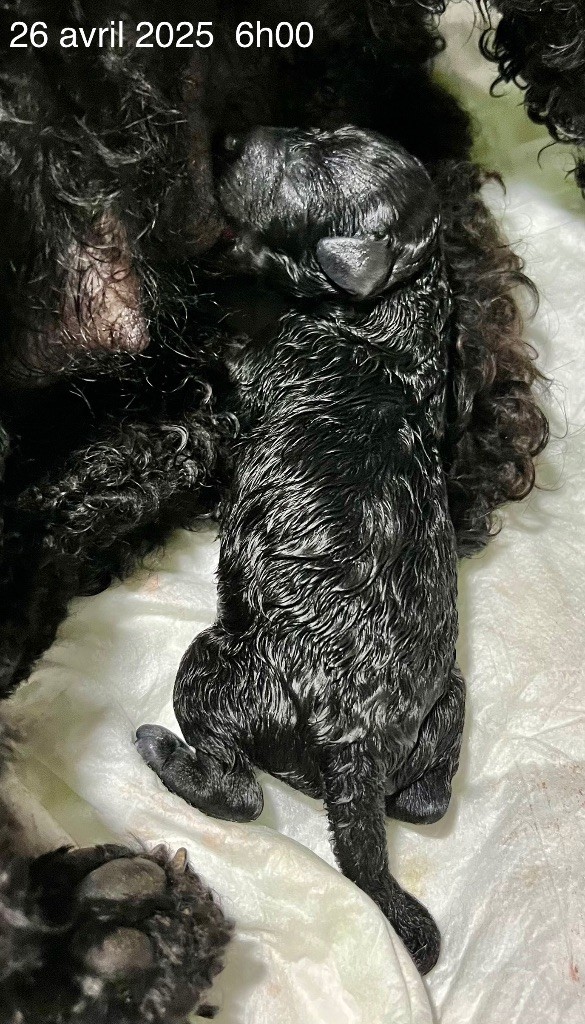 Chiot Caniche Du Quartz Rose