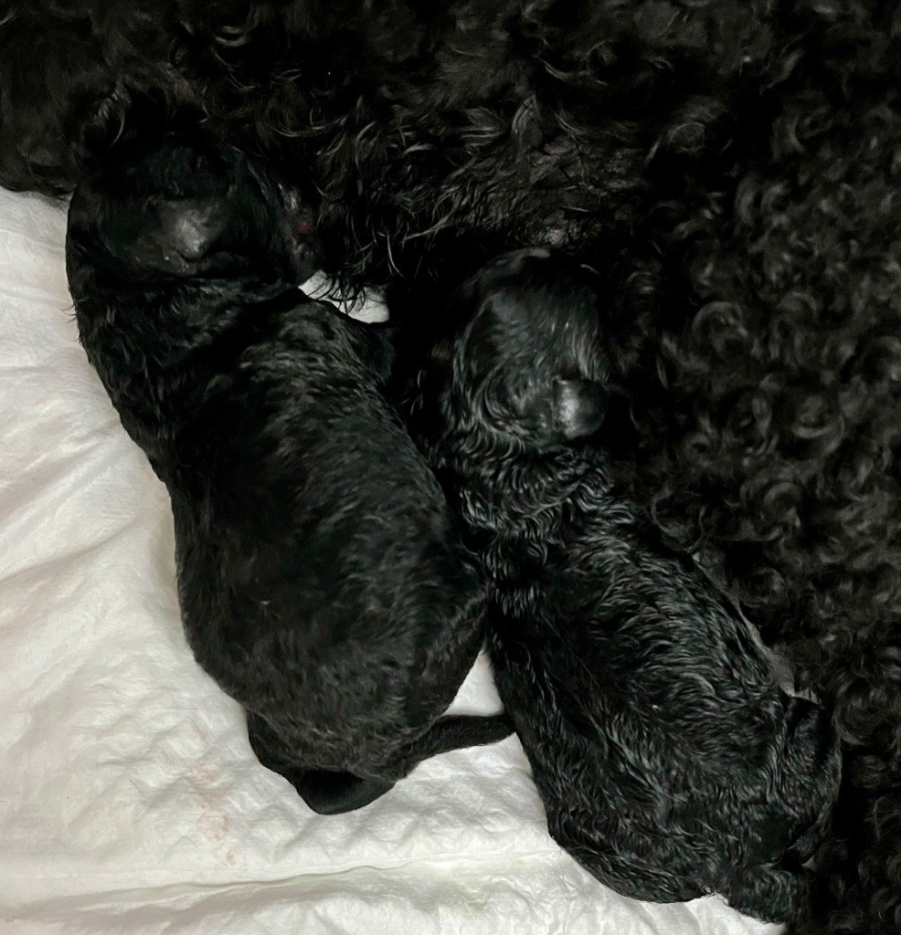 Du Quartz Rose - Chiots disponibles - Caniche